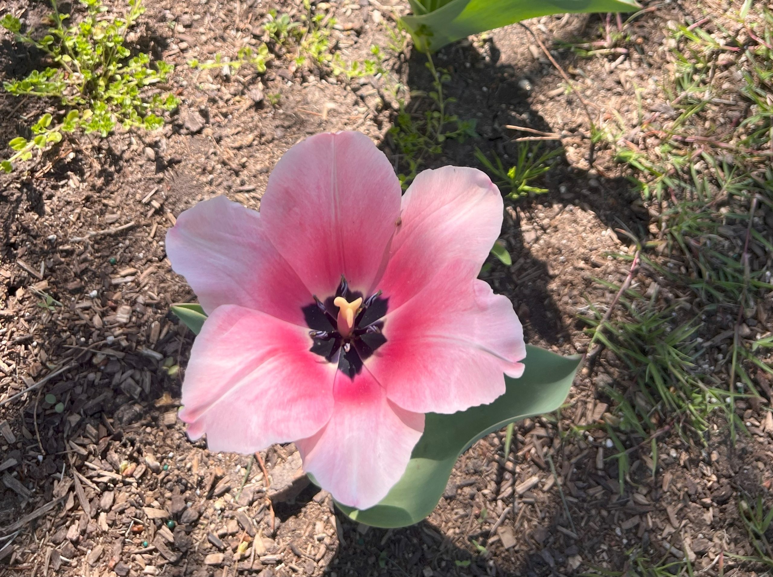 GC Flowers 3